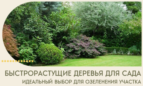 Быстрорастущие деревья для сада идеальный выбор в Губкине