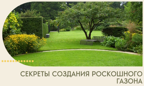 Секреты создания роскошного газона в Губкине