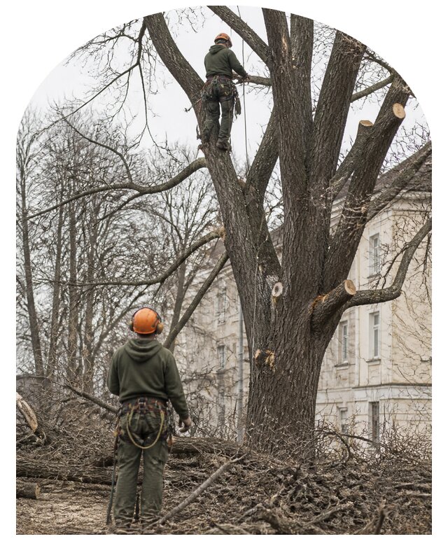 Санитарная обрезка деревьев в Губкине от 4571 р. | Метпроект-Гбк
